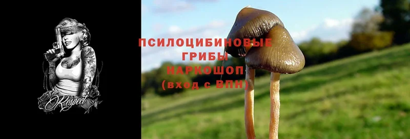 Галлюциногенные грибы Psilocybe  Абаза 